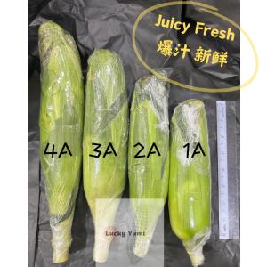 (1 SET 6 PCS)Cameron Highlands Jagung Susu Manis/White Sweet Corn/金马伦爆汁白玉米(GRADE A/AA/AAA/AAAA)