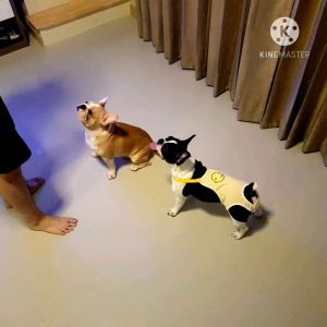 [พร้อมส่ง] ชุดอนามัยสุนัข กางเกงอนามัยสัตว์เลี้ยง ชุดเอี๊ยมกันเปื้อน ชุดกันผสมพันธุ์สุนัข