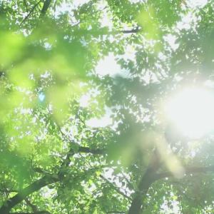 Double-Sided Quilt Cover with Ruffled Edges Solid Color Lace Washed Cotton Dormitory Quilt Cover Single Three-Piece Set Bed Sheet Four-Piece Set Pillowcase LZD