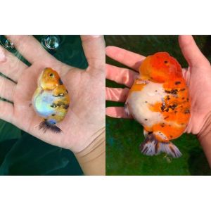 Cám cá Shanghai cám cá koi cám cá cảnh gói 500g/100g