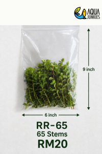 Rotala Rotundifolia Live Aquarium Plant | Easy Stem Plant | Pokok Air