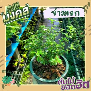 ต้นข้าวตอกพระร่วง กระถาง6นิ้ว ดอกสีขาวต้นเล็กน่ารัก ต้นไม้มงคล เพื่อความร่มเย็น ไม้มงคลปลูกในบ้าน ต้นไม้เรียกทรัพย์ ต้นไม้