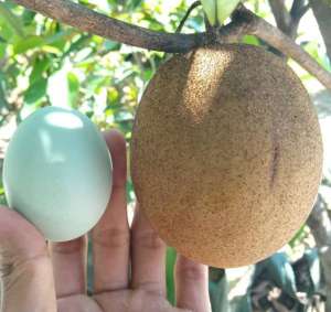 BIBIT SAWO JUMBO | Cepat Berbuah | BIBIT OKULASI / SAMBUNG PUCUK