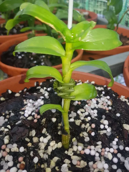 Lan%20phi%20%C4%91i%E1%BB%87p%20%C4%91%E1%BB%99t%20bi%E1%BA%BFn%205%20C%C3%81NH%20TR%E1%BA%AENG%20B%E1%BA%A2O%20DUY%20-%20Image%206