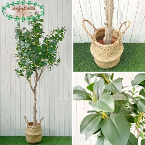 Pohon Imitasi Kacang T130 & T170 Pot Dasar Hitam Cover Purun Belly Dekorasi Rumah Hiasan Ruangan
