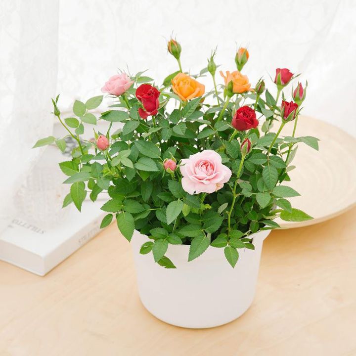 Ch%E1%BA%ADu%20hoa%20gi%E1%BB%91ng%20h%E1%BB%93ng%20si%C3%AAu%20n%E1%BB%A5%20Fatima%20%C4%90%C3%A0%20L%E1%BA%A1t%20-%20c%C3%B3%205%20m%C3%A0u%20c%E1%BB%B1c%20r%E1%BB%B1c%20r%E1%BB%A1.%20Cung%20c%E1%BA%A5p%20b%E1%BB%9Fi%20Lafa%20Garden%20%C4%90%C3%A0%20L%E1%BA%A1t%20-%20Image%203