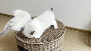 Cat bed warm semi-enclosed rattan dog bed winter supplies cat cage bed three-legged breathable four seasons universal
