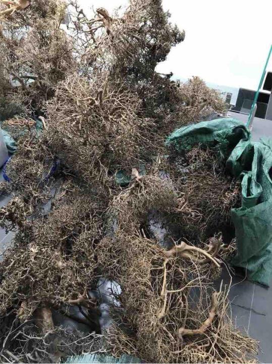 L%C5%A9a%20X%C6%B0%C6%A1ng%20Ch%C3%B9m%2030k/100g%20-%20Image%204