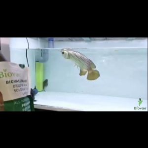 BiovaeGrubs Larva BSF 100g Suplemen Makanan Ikan Organik Channa Semula Jadiporary Arowana Koi Flowerhorn Parrot Oscar
