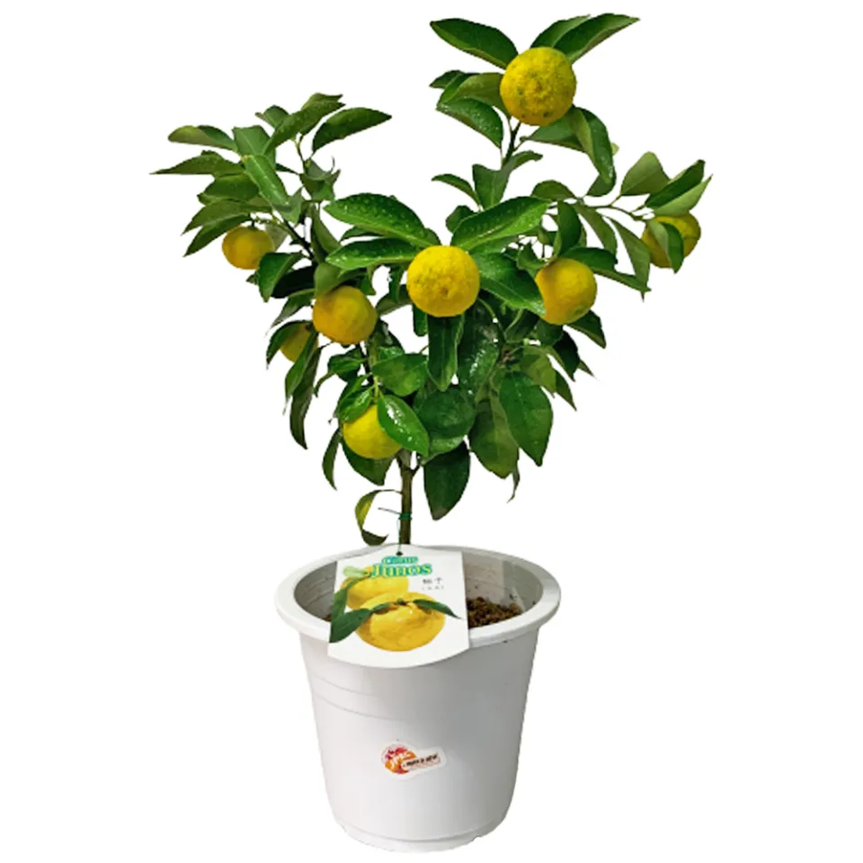 Planteasy880 YUZU 柚子 ユズ FRUIT PLANT (JAPAN) Free Delivery SG