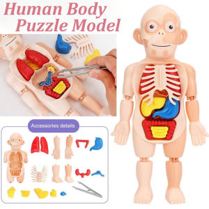 Kid Montessori Science 3D Puzzle Human Body Anatomy Model Toy Assembled Teaching Tool Kids Gift
