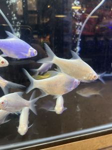 Platinum Red Eye Tinfoil /Live Fish/Tropical Fish /Freshwater白金南邦/活鱼(Sin Quan Aquaculture Enterprise)