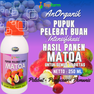 Pupuk Pelebat Buah Matoa / Pupuk Booster Buah Matoa / Pupuk Buah Matoa / Pupuk Khusus Pelebat Buah / Pupuk Pelebat Buah Buahan