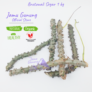 Brotowali Segar / Bratawali Segar 1kg Asli Gunung - Sapih Anak