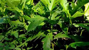 Bibit Tanaman Buah Kluwih atau Keluwih Siap Tanam