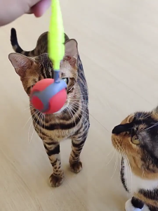 Interactive Cats Toy Interactive Teaser Ball Spiders for Indoor Outdoor Felines Fun for Indoor Kitten