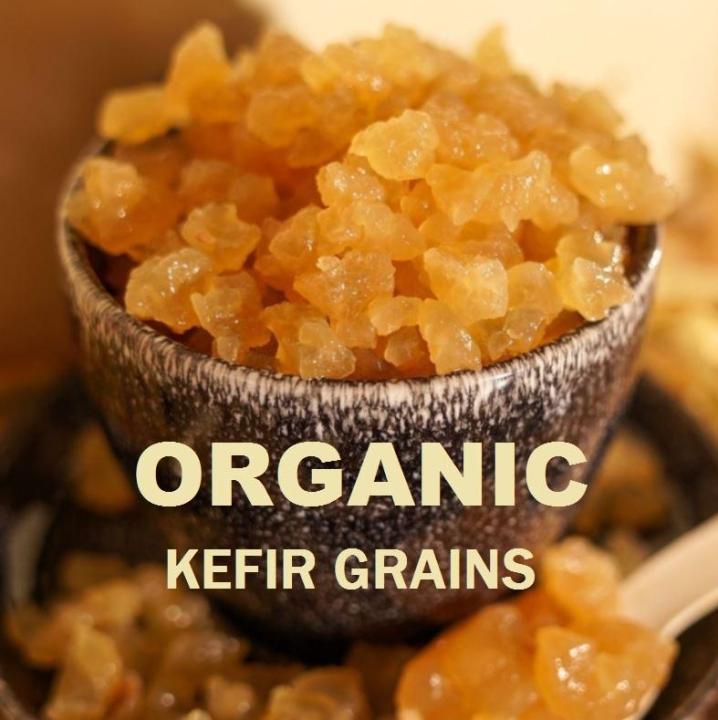 Water Kefir Grains Probiotic Water Kefir Grain KEFIR (Active Grains ...