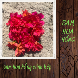 Sam hoa hồng cánh kép hoa nở cả ngày
