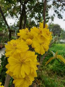 Cây Mai Đại Lộc loại trung _cây ghép gốc đẹp chơi tết