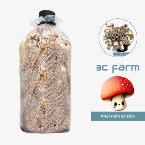 Phôi nấm sò thái giống nấm sò chịu lạnh 12kg tơ mọc đều - 3C Farm
