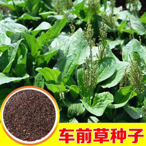 Plantain Seed Chinese Herbal Medicine Medicinal Use Ox Tongue Plantain Seed Edible Clear Heat Diuretic Vegetable Seeds