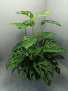 พลูฉลุ พร้อมกระถาง 4-5นิ้ว ฟอร์มกอ ฟอร์มแน่นๆ ต้นไม้ประดับบ้าน ประดับสวน ไม้ฟอกอากาศ วางบนโต๊ะทำงานได้