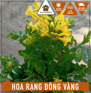 Cây Hoa Rạng Đông Vàng - Tổng thể tầm 50-60 cm - Hoa chịu nắng tốt!