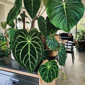 Philodendron gloriosum - - Pokok Philodendron Gloriosum - फिलोडेंड्रोन ग्लोरियोसम पौधा Philodendron Gloriosum – Velvet Heart-Shaped Leaves Striking White Veins Rare Creeping Aroid Collector’s Tropical Foliage LIVE PLANT
