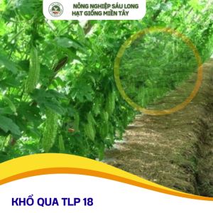 100 Hạt Giống Khổ Qua Lai F1 TLP18 ĐỒNG TIỀN VÀNG (GÓI 23G)- KHÁNG BỆNH SIÊU RỘ TRÁI