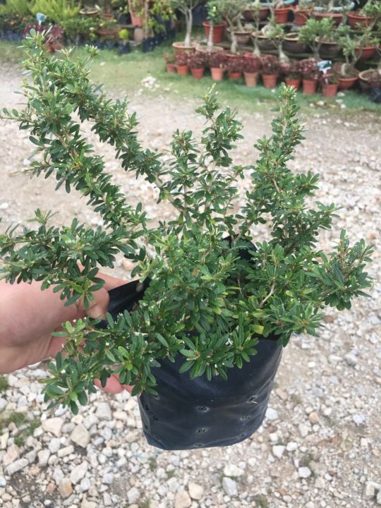 Sov , real live plants ,pokok hidup , bonsai , pokok outdoor, outdoor ...