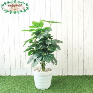 Pohon Artificial Daun Anubias X18 Semilatex Pot Ulir Lovenia Putih Dekorasi Sudut Ruang Kantor Aesthetic