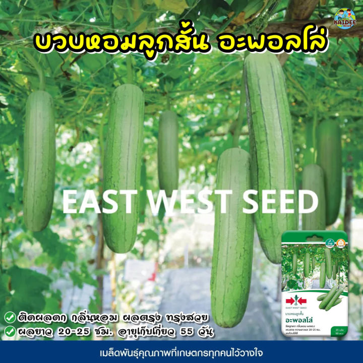 เมล็ดพันธุ์บวบหอมลูกสั้น อะพอลโล่ ตราศรแดง