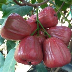 JUAL BIBIT JAMBU AIR DALHARI HASIL OKULASI SAMCUK (BELI 2 GRATIS 1 ANGGUR )
