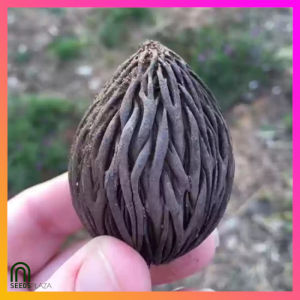 SeedsPLAZA™ - Foxtail Dwarf Palm Tree Seeds for Planting Palms (5 Seed) Organic Plants Bonsai Plants
