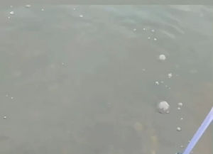 สายเติมอากาศบ่อปลา และ อูปกรณ์บ่อปลา สำเร็จรูป หัวต่อทองเหลือง 8mm อ๊อกริง คุณค่าใช้ส่วนใหญ่สำหรับใช้งาน