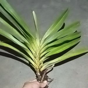 Anggrek retusa ekor tupey dewasa siap berbunga/angg tempel