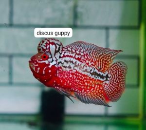 LOUHAN KAMFA BAHAN SIZE 1INCH GEN IMPOR THAILAND - Enhanced Edition