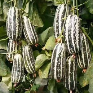 Sweet Tooth Candy Melon Seeds Four Seasons High Yield Courtyard Balcony Potted Fruit Seeds Candy Melon Seeds