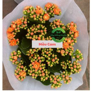 Combo 5 Cây Hoa Sống Đời Kép Thái Đang Hoa Mix Màu – Cây Cảnh Trang Trí Dễ Chăm