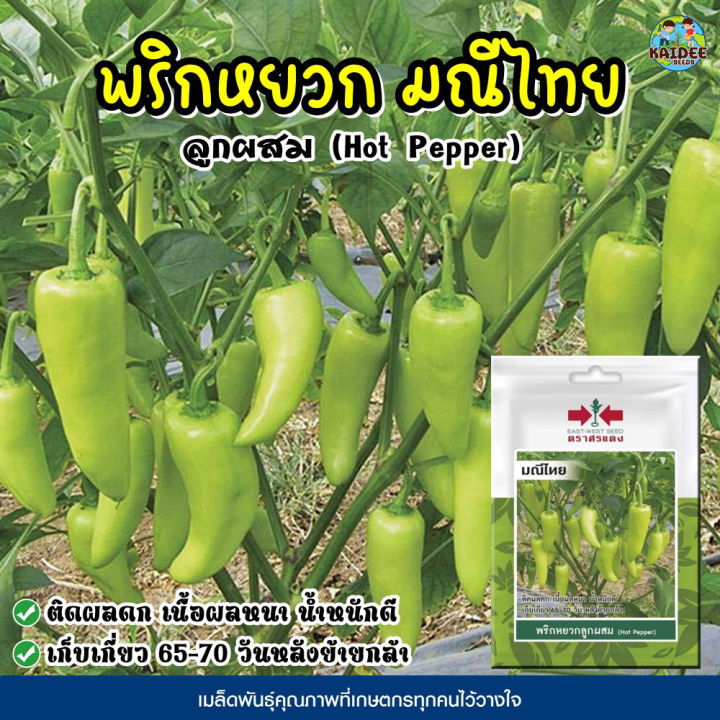 เมล็ดพริกหยวก มณีไทย ตราศรแดง ติดผลดก เนื้อหนา