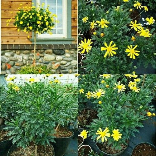 "G%C3%B3i%2050%20H%E1%BA%A1t%20"%20H%E1%BA%A1t%20gi%E1%BB%91ng%20hoa%20c%C3%BAc%20th%C3%A2n%20g%E1%BB%97%20-%20c%C3%BAc%20tr%C6%B0%E1%BB%9Dng%20th%E1%BB%8D%20-%20Image%206