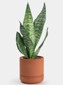 [Merlimau Nursery] Sansevieria Laurentii / Sansevieria Superba Zeylanica Family Air Purifying Plant 长叶金边虎皮兰 / 短叶金边虎皮兰