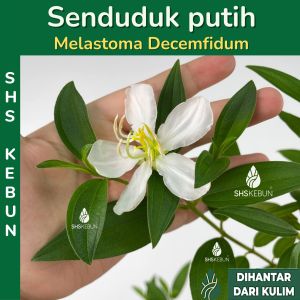 Pokok Senduduk Putih Pokok Herba Pokok Bunga Putih Melastima Decemfidum Outdoor Plant Live Plant Pokok Hidup Hiasan Luar Rumah SHS Kebun