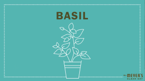 Mrs. Meyer’s Clean Day Multi-Surface Everyday Cleaner Basil (16 oz / 473ml)