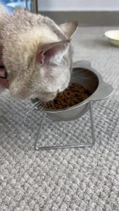BOOTEELY Tilted Cat Bowl Stainless Steel Cat Food Bowls with Metal Stand Food and Water Dish for Cats Kitten Puppies Feeders Cat Supplies2026