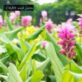 Cây nghệ vàng giống. 