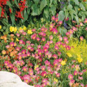 12 PCS PORTULACA FLOWERS CUTTINGS FOR PLANTING
