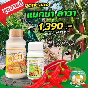 แมกม่าลาวาชุดทดลอง แมกม่า250ซีซี ลาวา500ซีซี