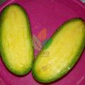 Bibit Buah Alpukat Mentega Tanpa Biji Atau Non Biji -Bbu. 