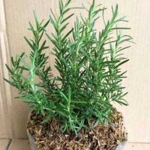Sindo - Rosemary Herb Plant Krapyak A Must-Have for Your Garden by Krapyak